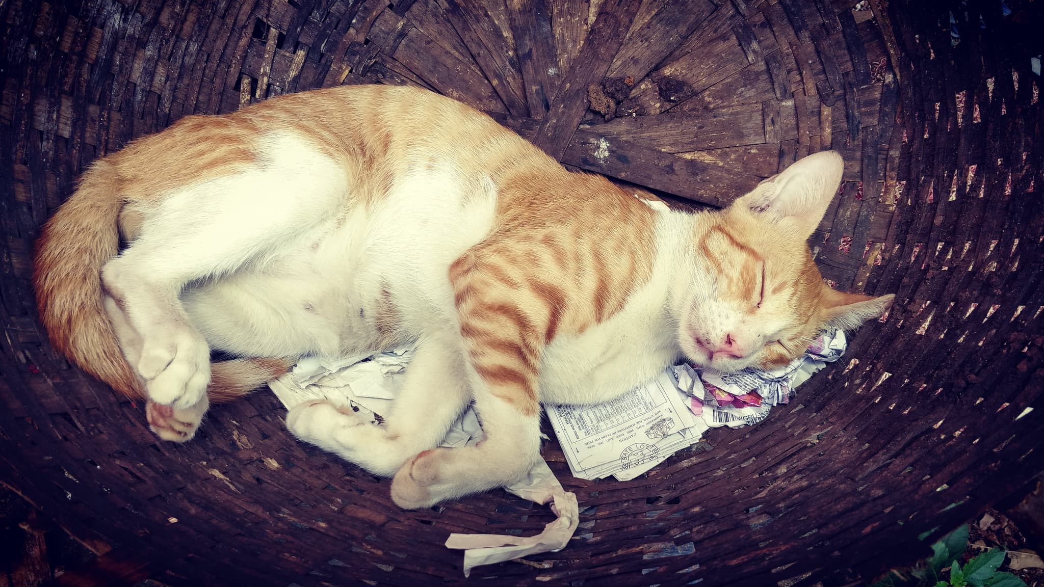 A ginger and white tabby cat sleeps curled up in a woven basket atop some crumpled paper. The cat seems peaceful.