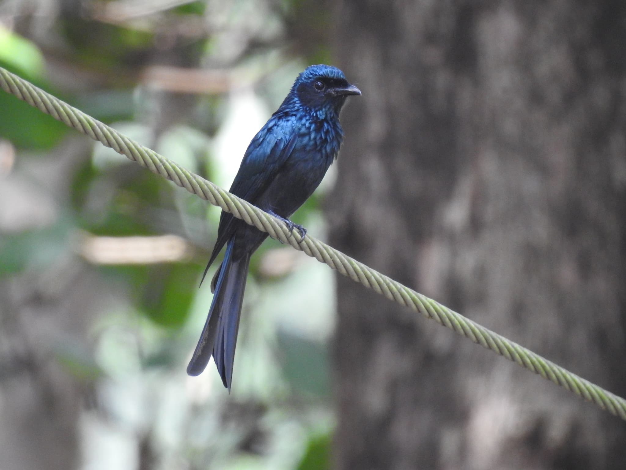 A black drongo perched on a wire, iridescent blue-black feathers gleaming