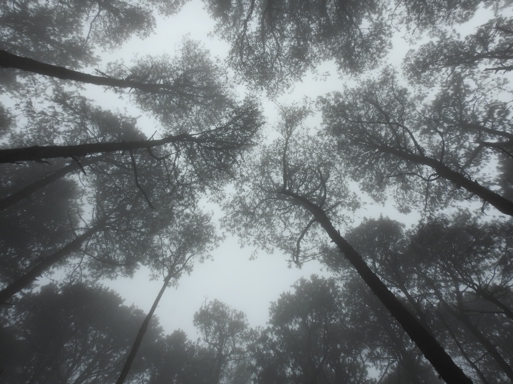 Looking straight up through tall trees in dense fog, branches creating patterns