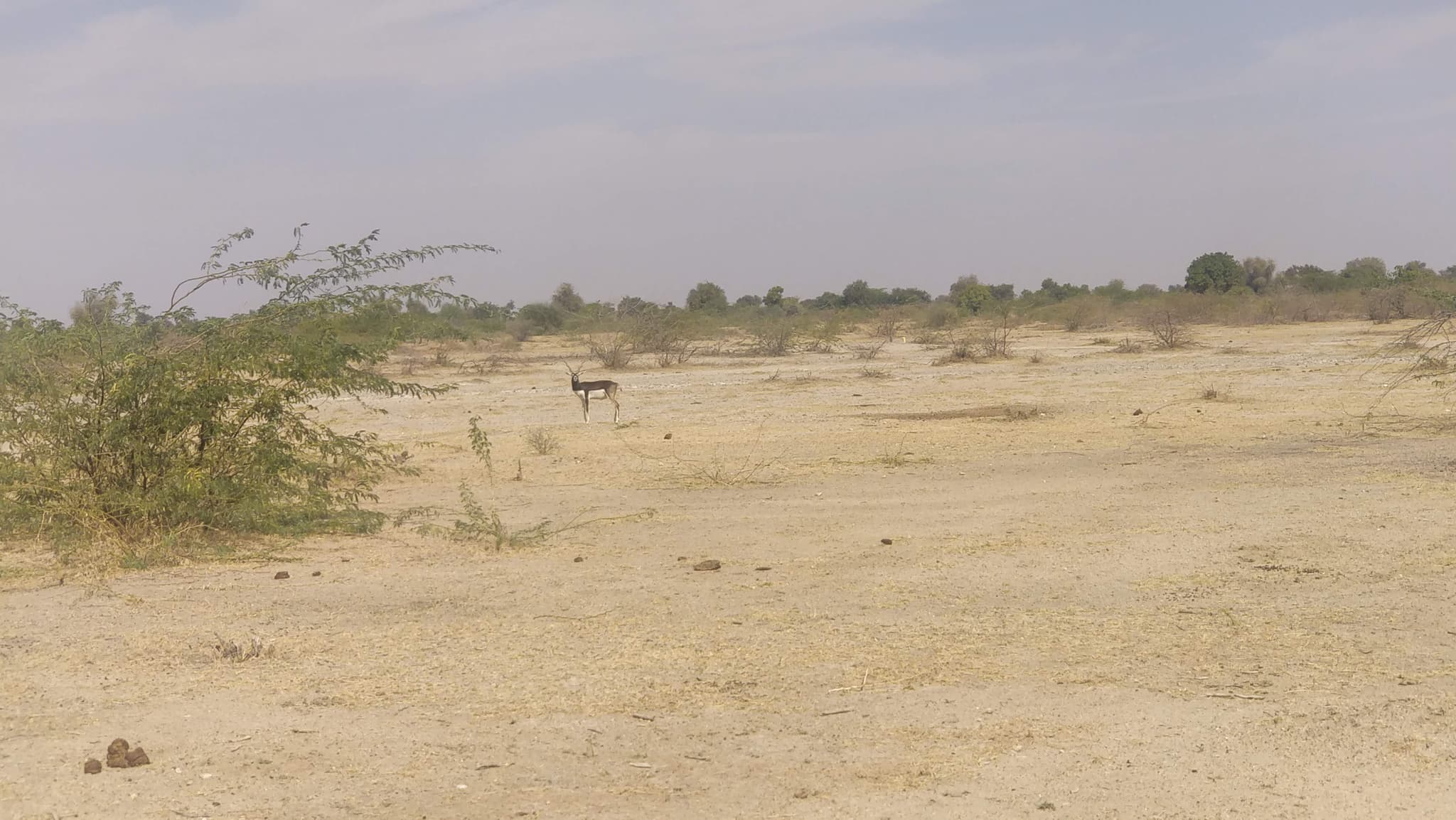 Vast desert landscape with lone antelope visible in sandy terrain
