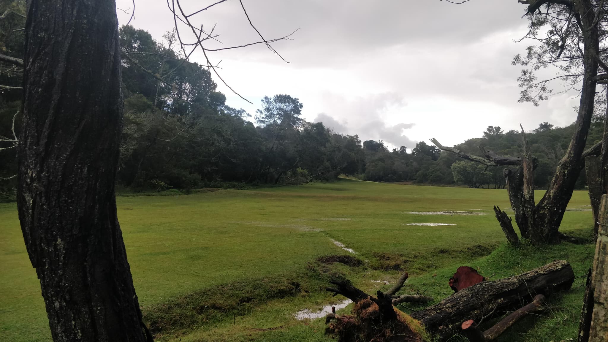Green meadow with ancient trees framing a misty forest clearing