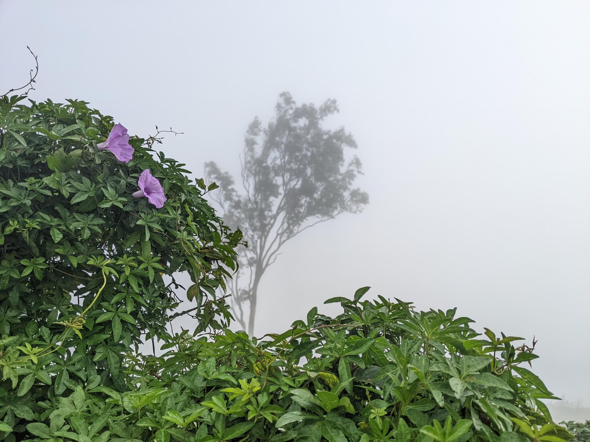 Purple morning glory flowers on green vine with ghostly tree silhouette in mist