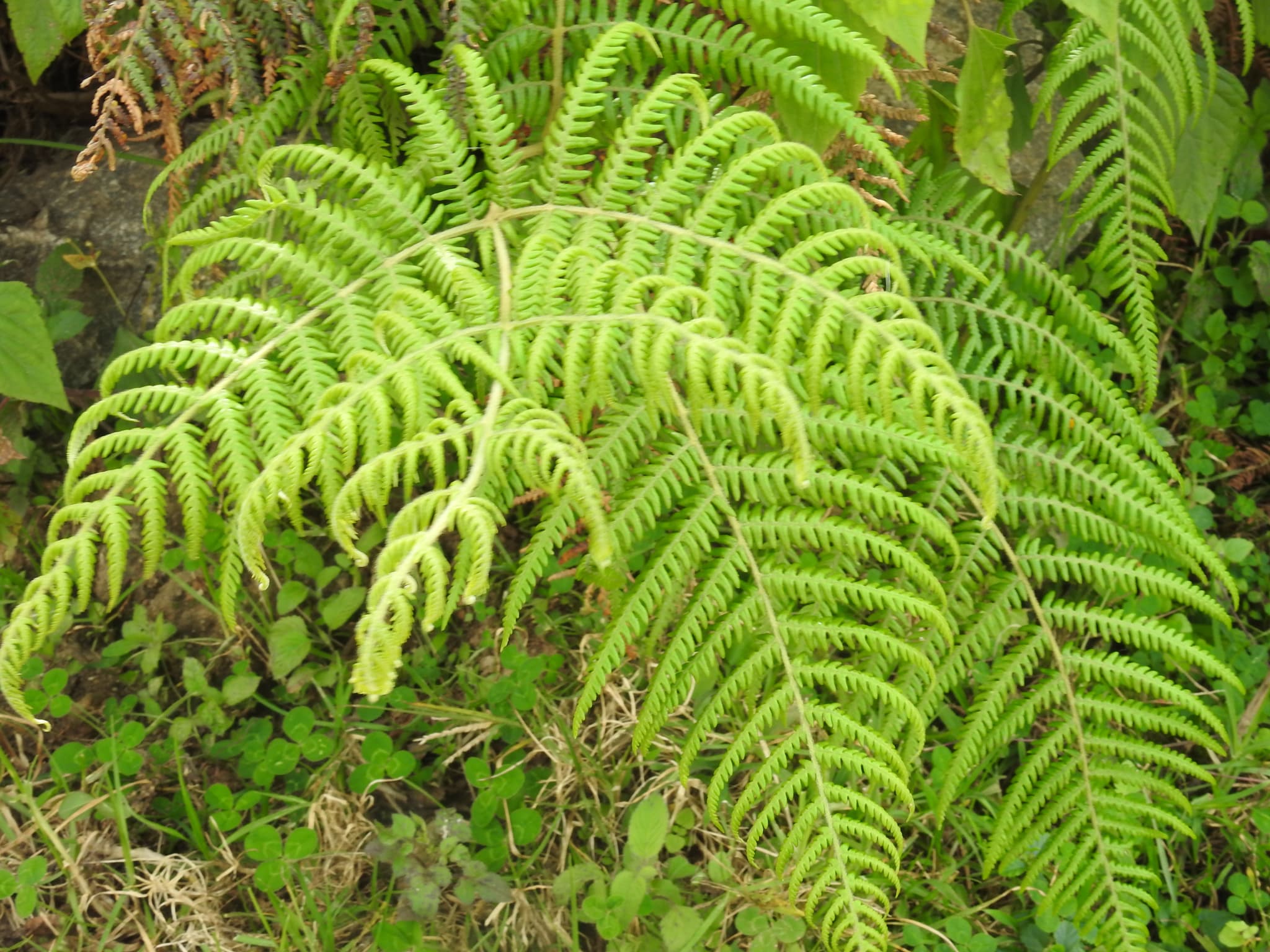 Green fern fronds in forest, detailed close-up