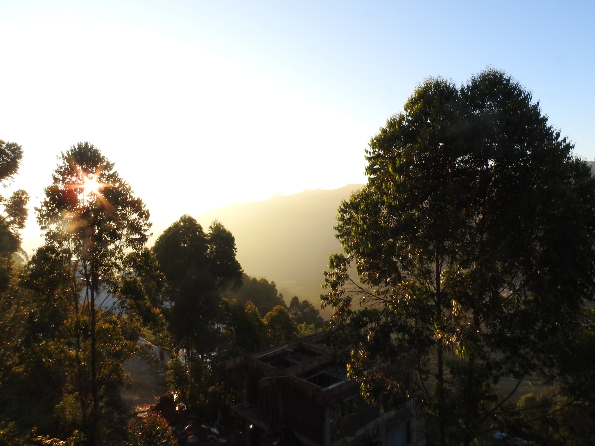Sunrise through trees with golden light rays over misty hillside