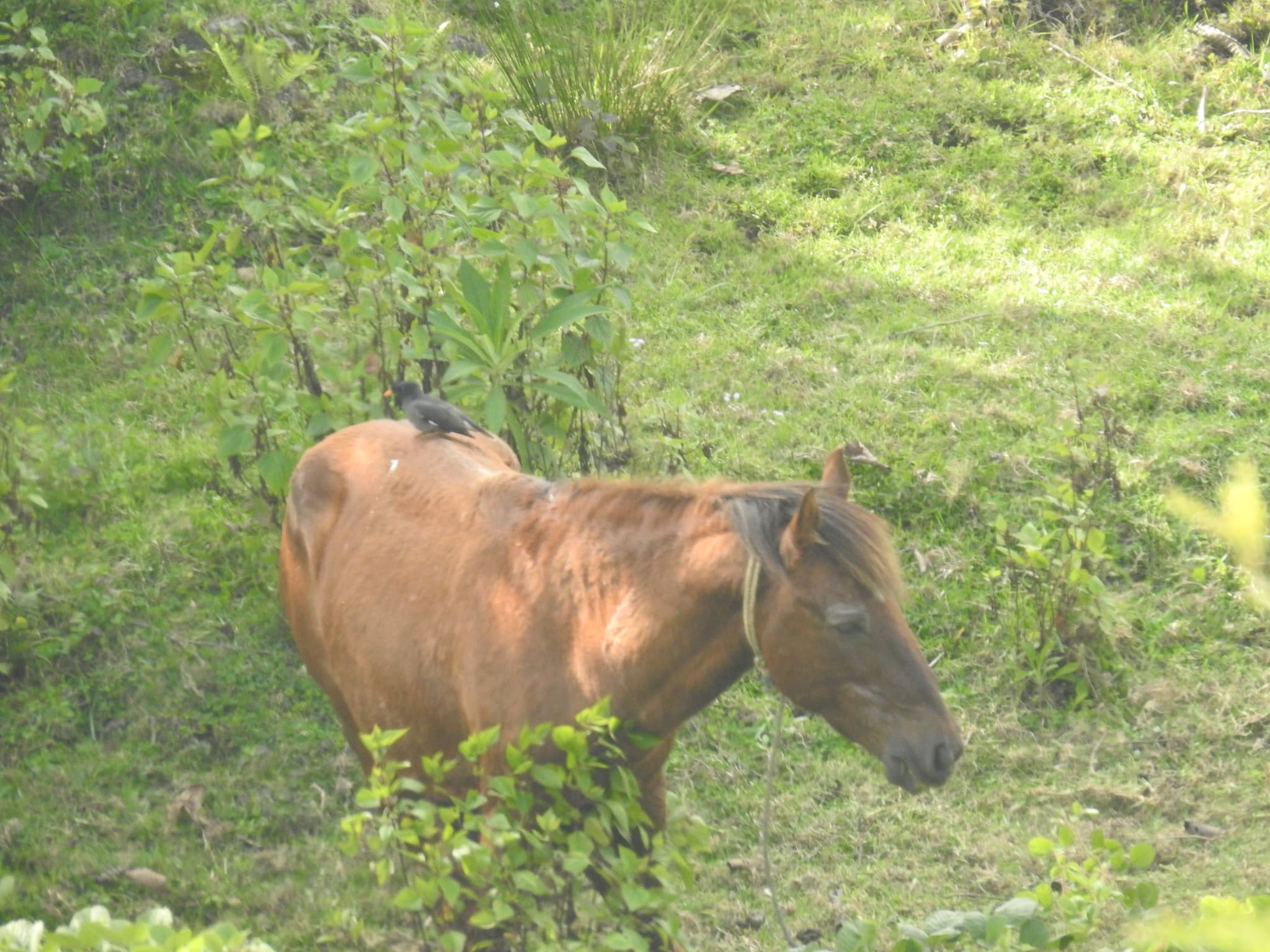 Horse with bird perched on its back, standing in green hillside