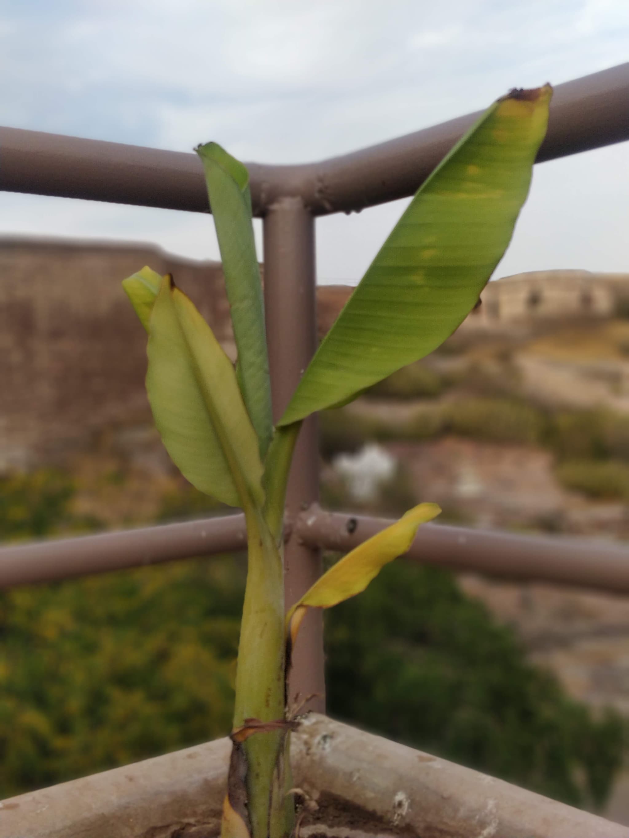 Small plant sapling sprouting from a stone railing with fort in background