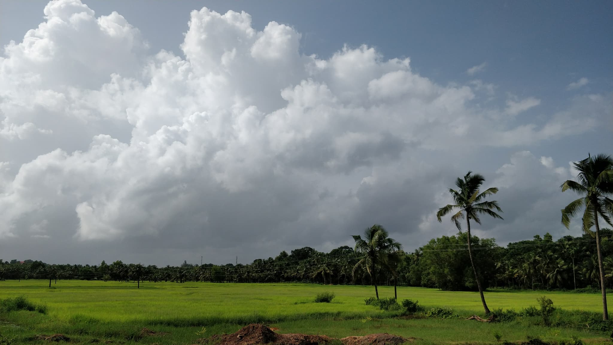 Lush green paddy fields with dramatic cumulus clouds and palm trees