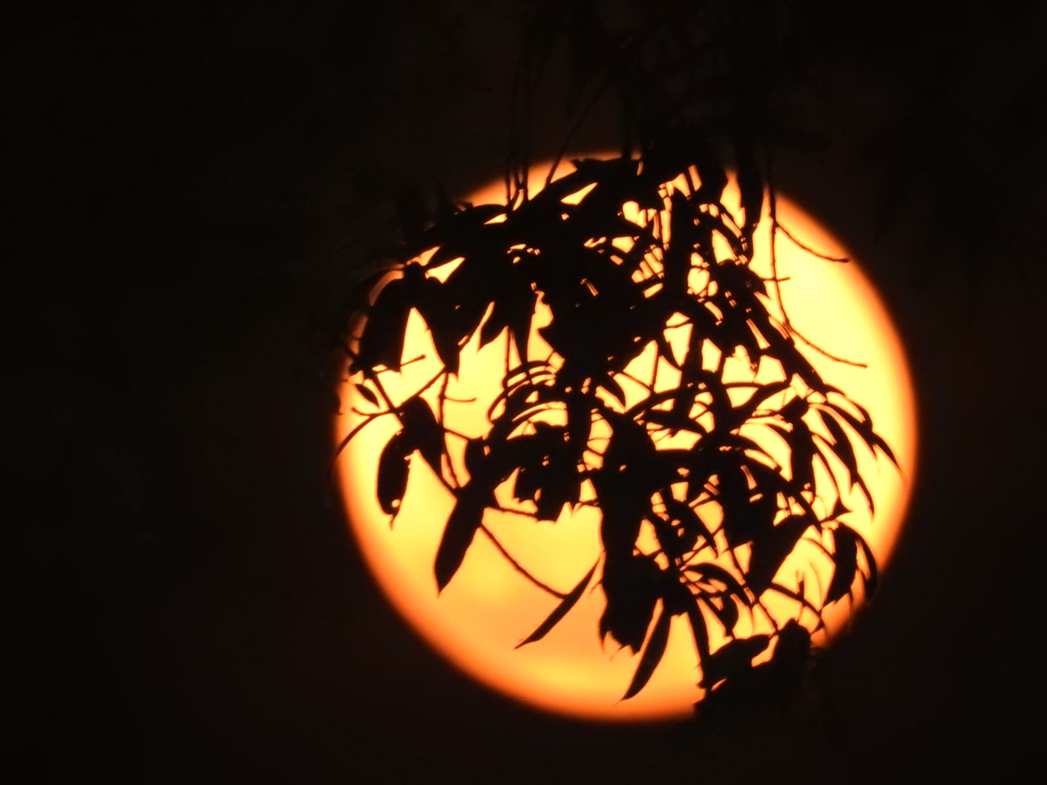 A glowing amber moon seen through silhouetted leaves