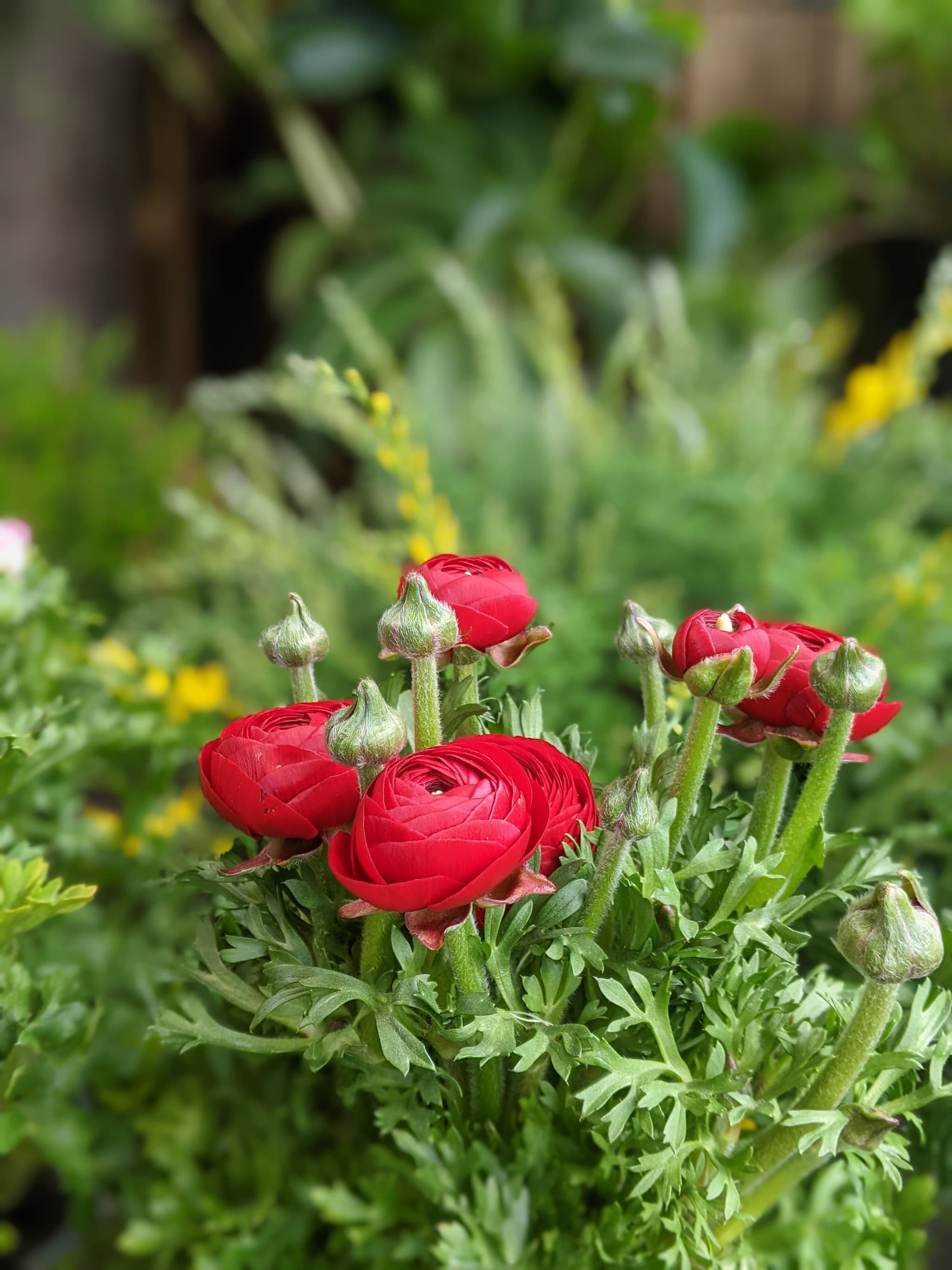 Red ranunculus flowers in close-up with beautiful green bokeh background