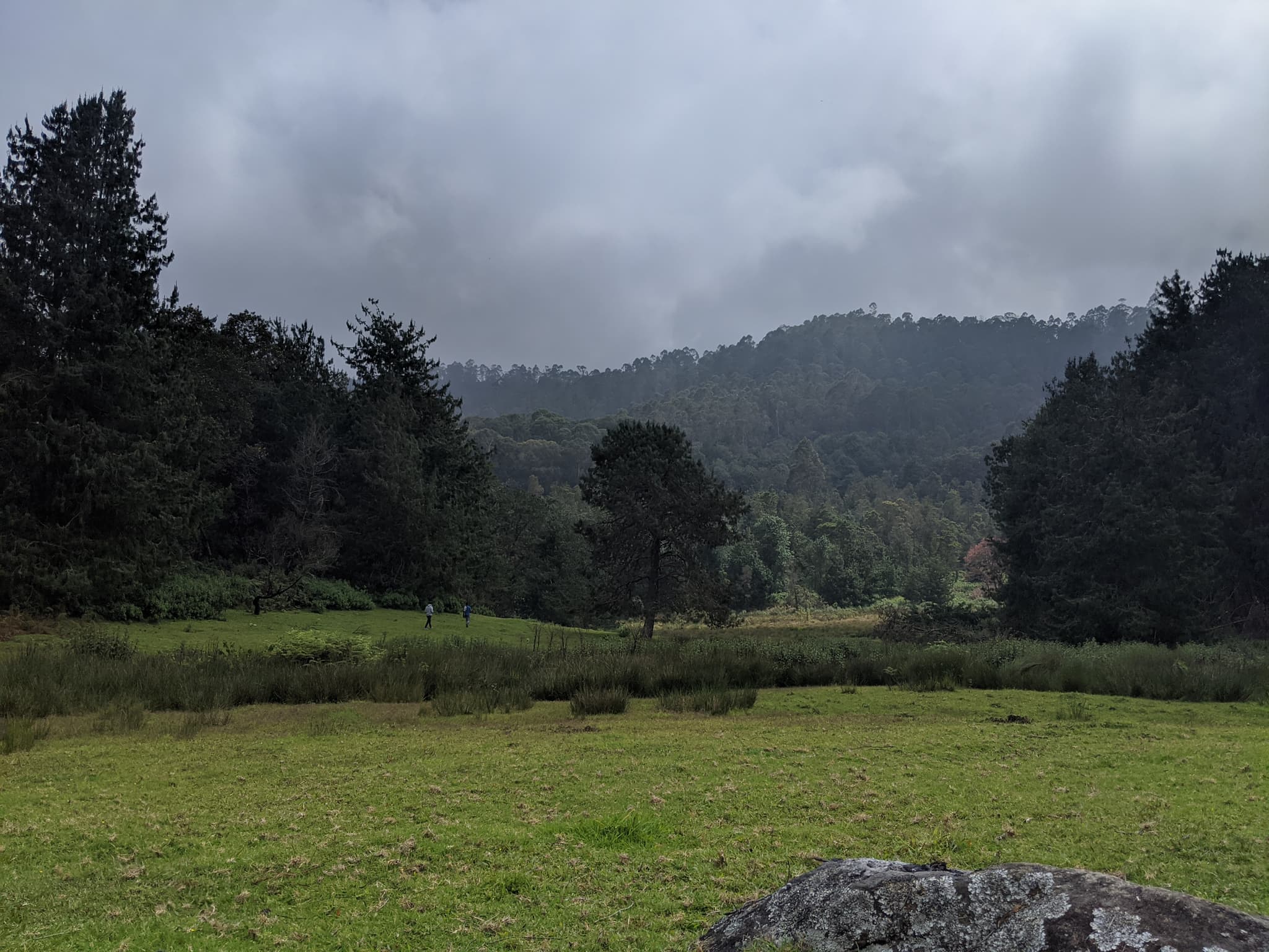 Misty green meadow with pine trees and distant hills