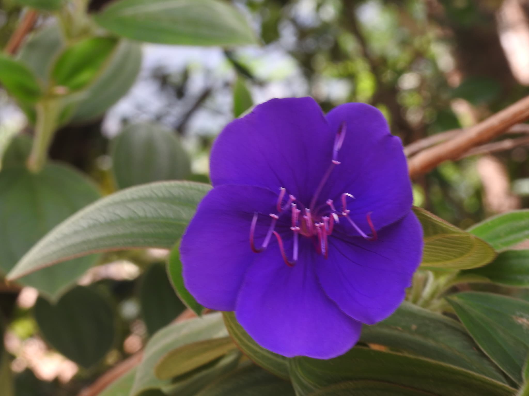 A vivid purple flower in macro, stamens curling outward