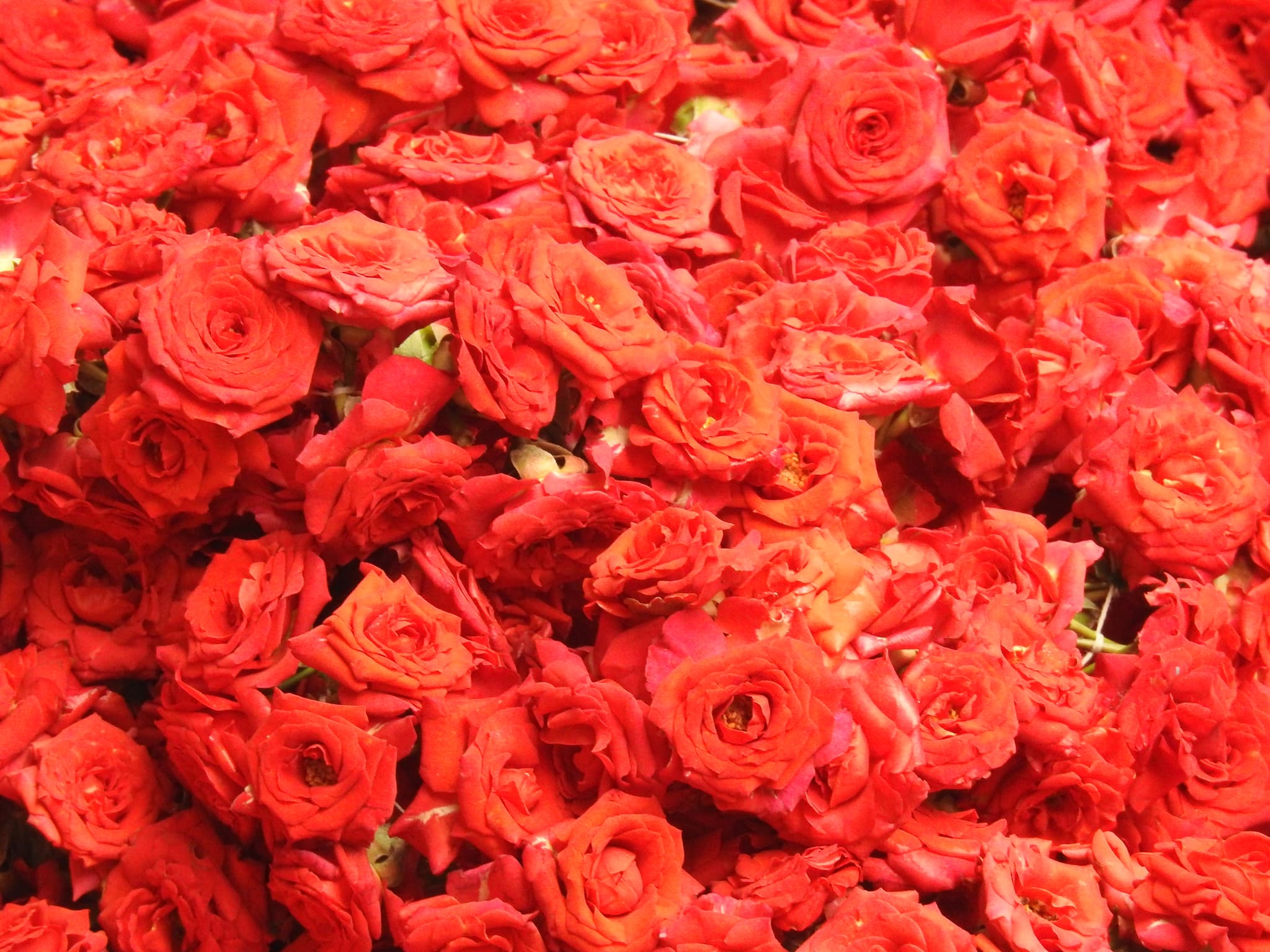 A sea of vivid red roses filling the entire frame