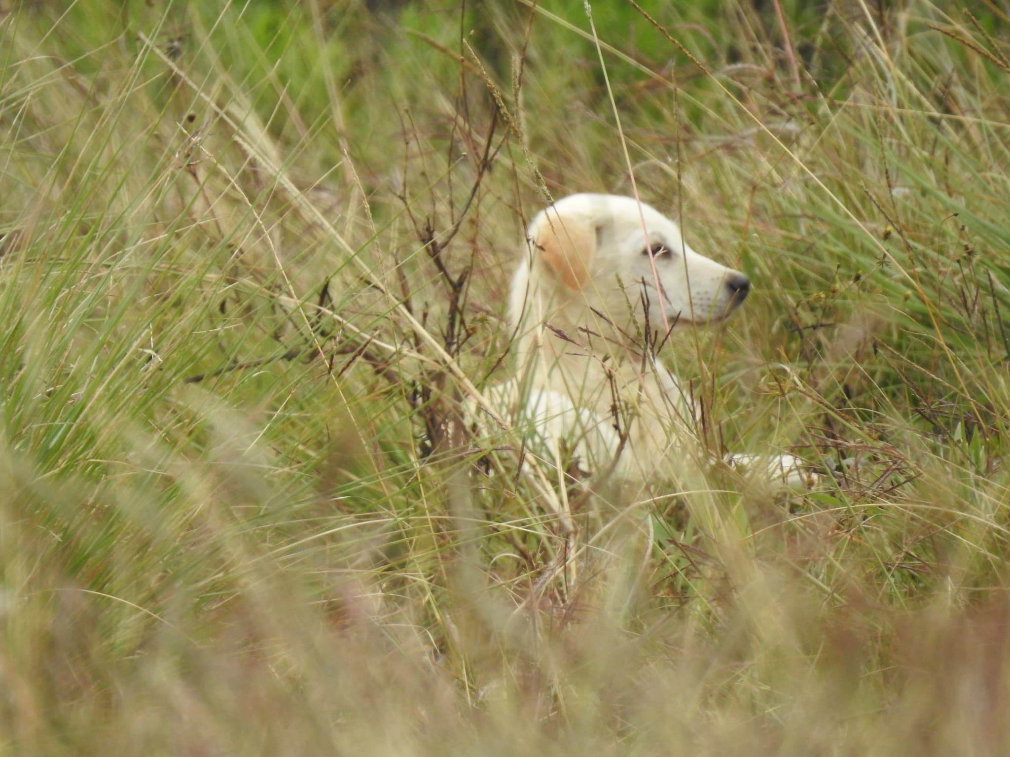 White dog sitting alert in tall brown grass