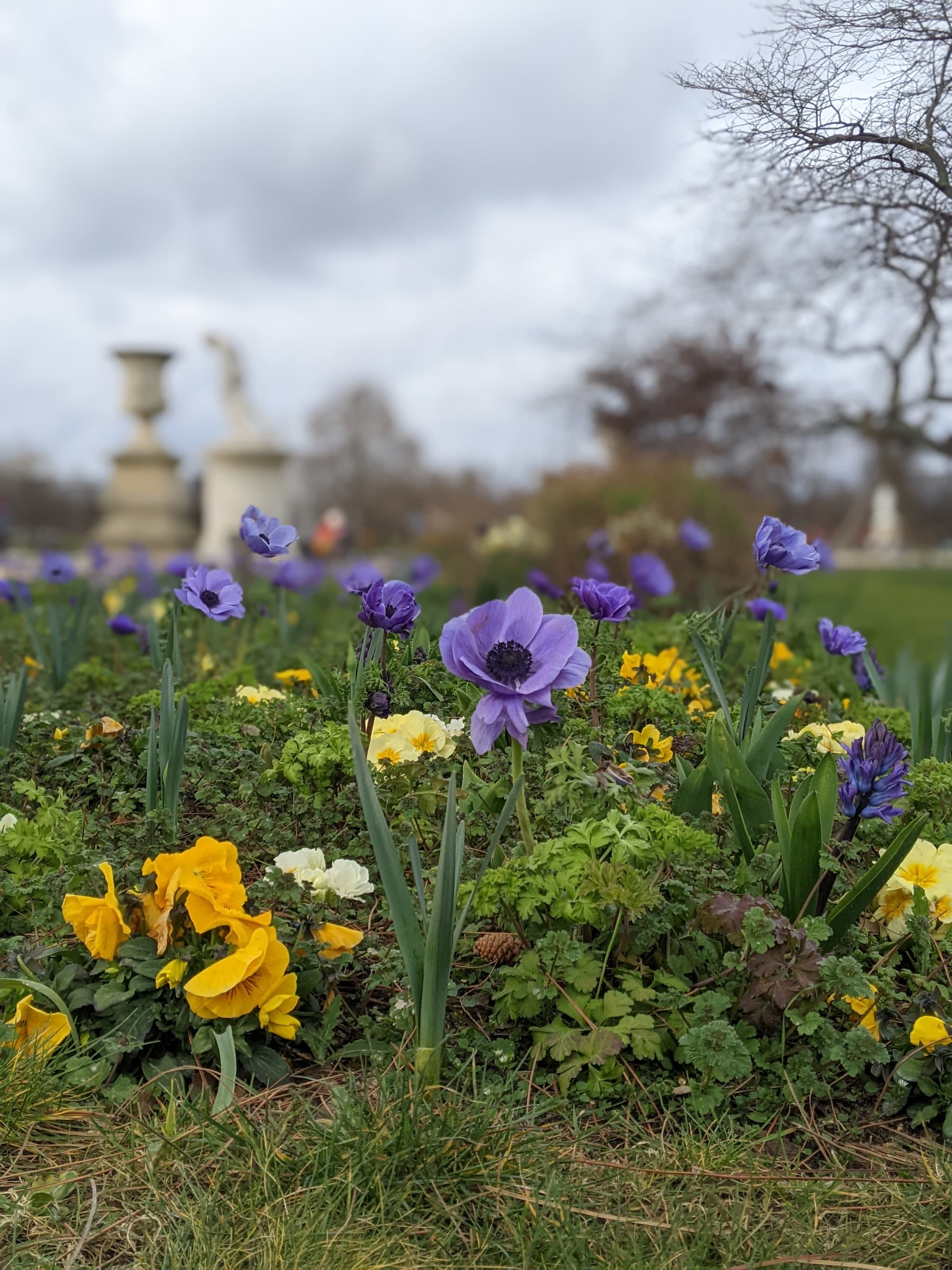 Purple anemones and yellow flowers in a garden with statue in background