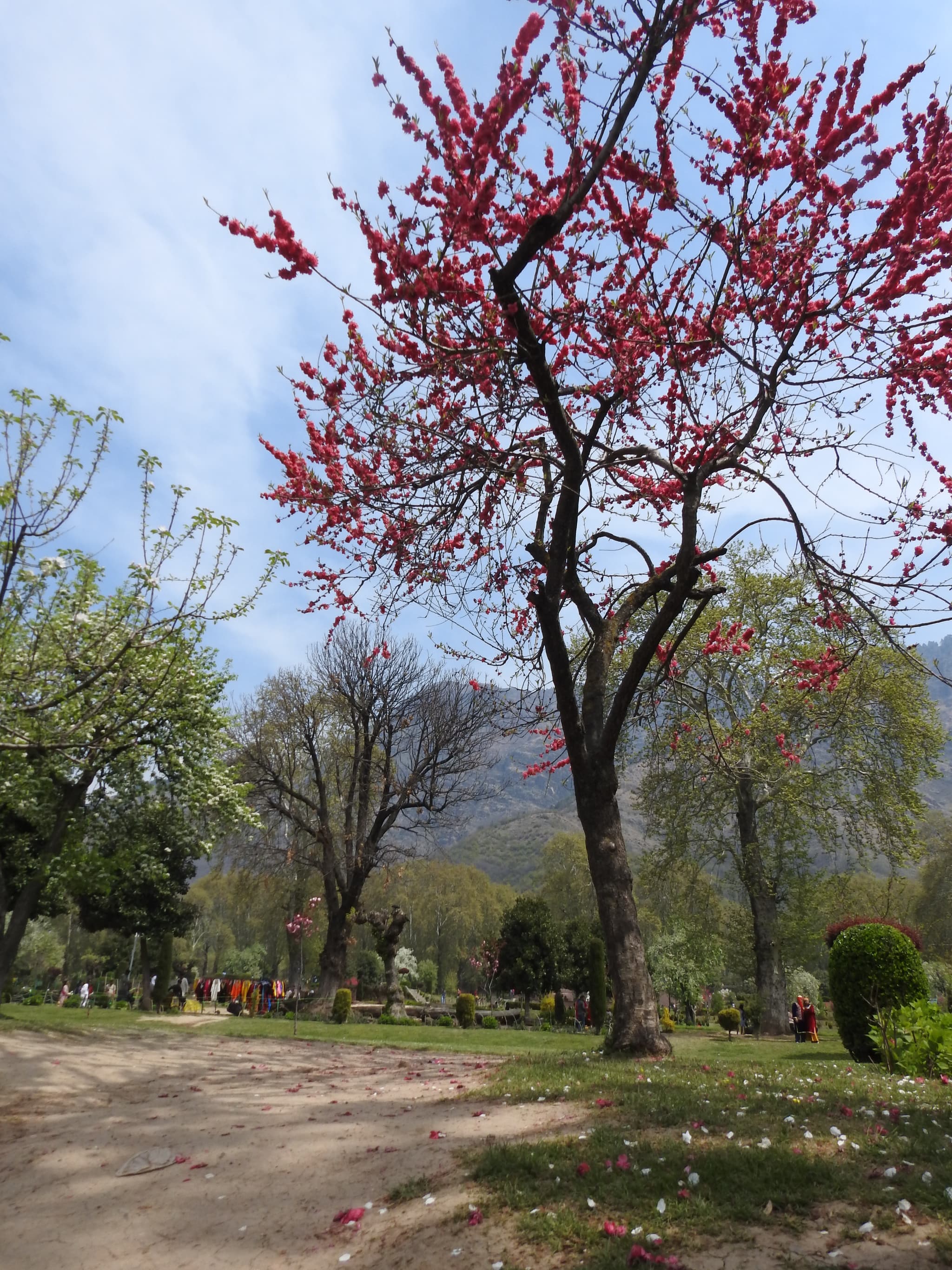 Mughal garden with blossoming trees, people on path, mountains in background