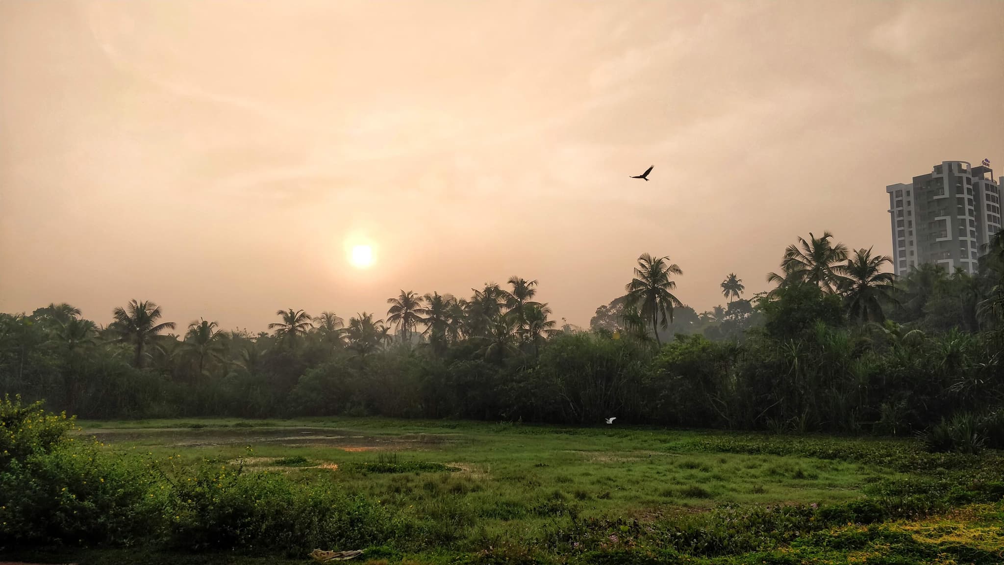 Sunrise over tropical landscape with palm trees, bird in flight, hazy golden light