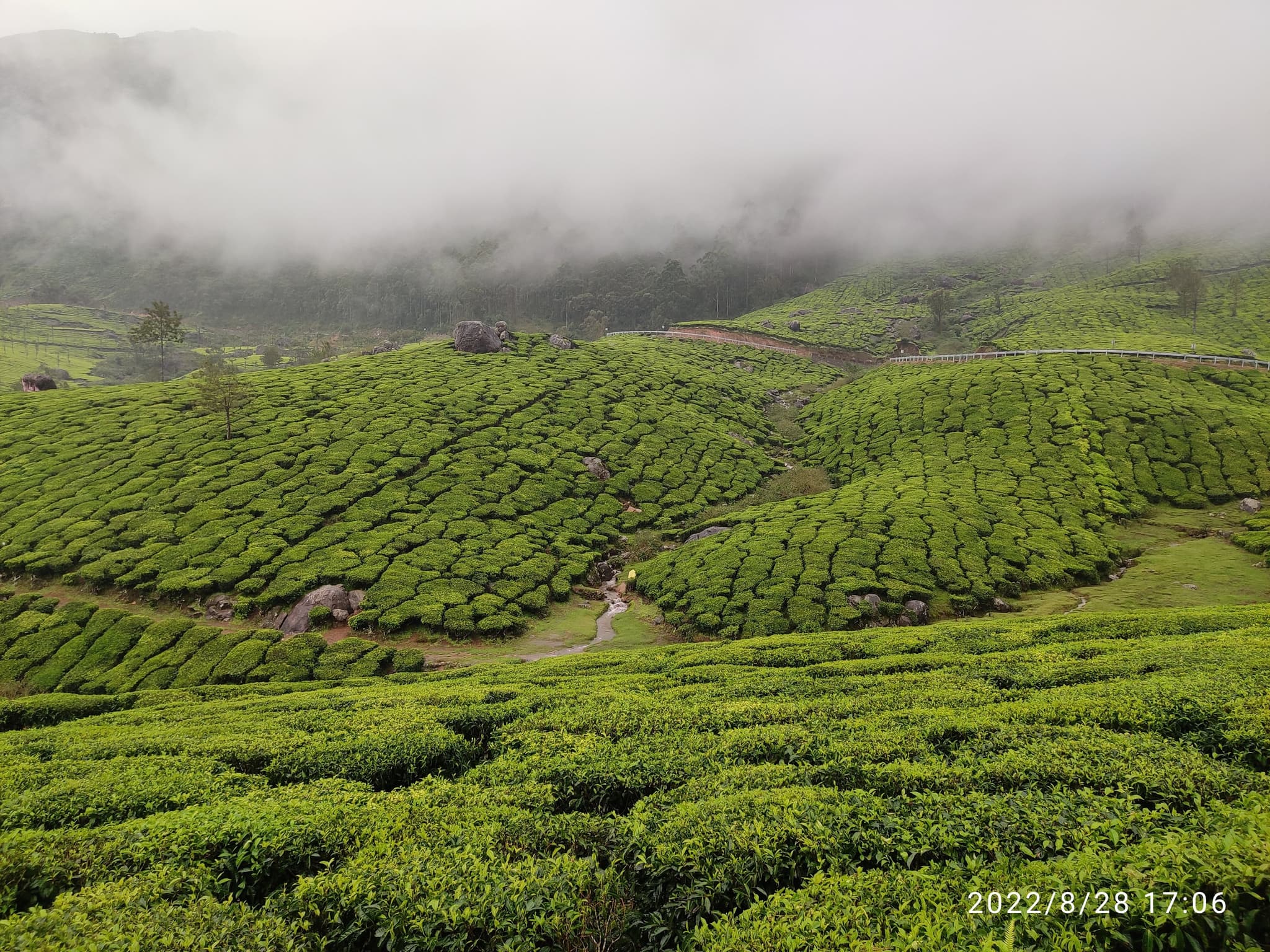 Lush green tea plantations rolling over hills with mist and clouds