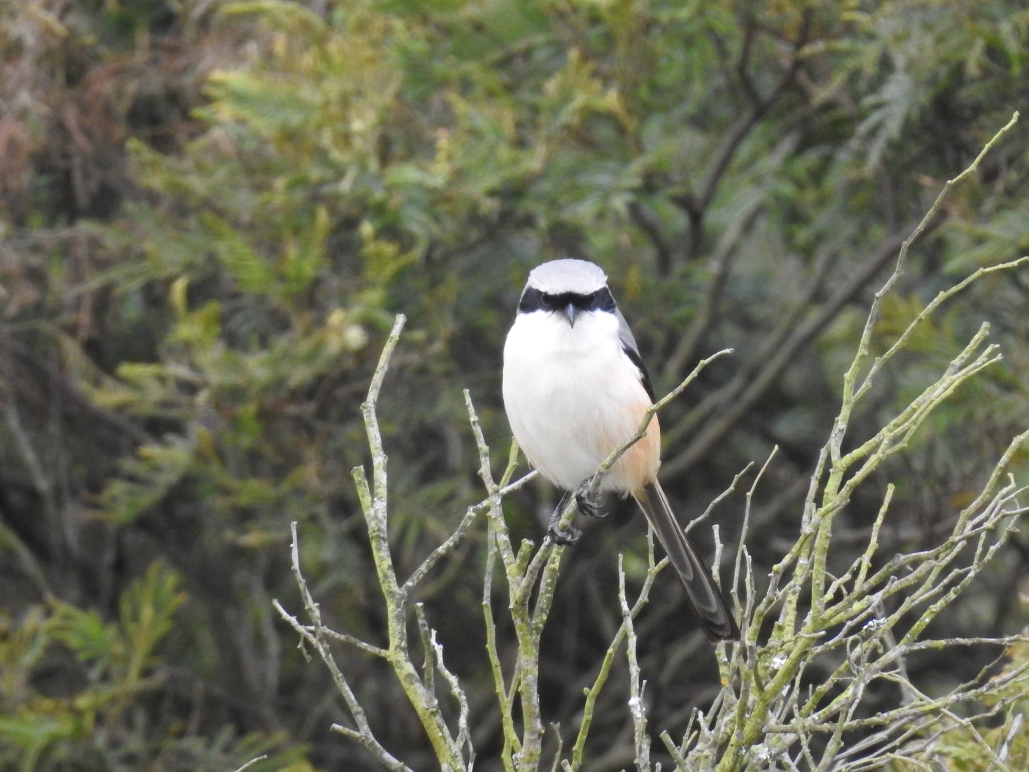 Black-and-white bird perched on bare branch
