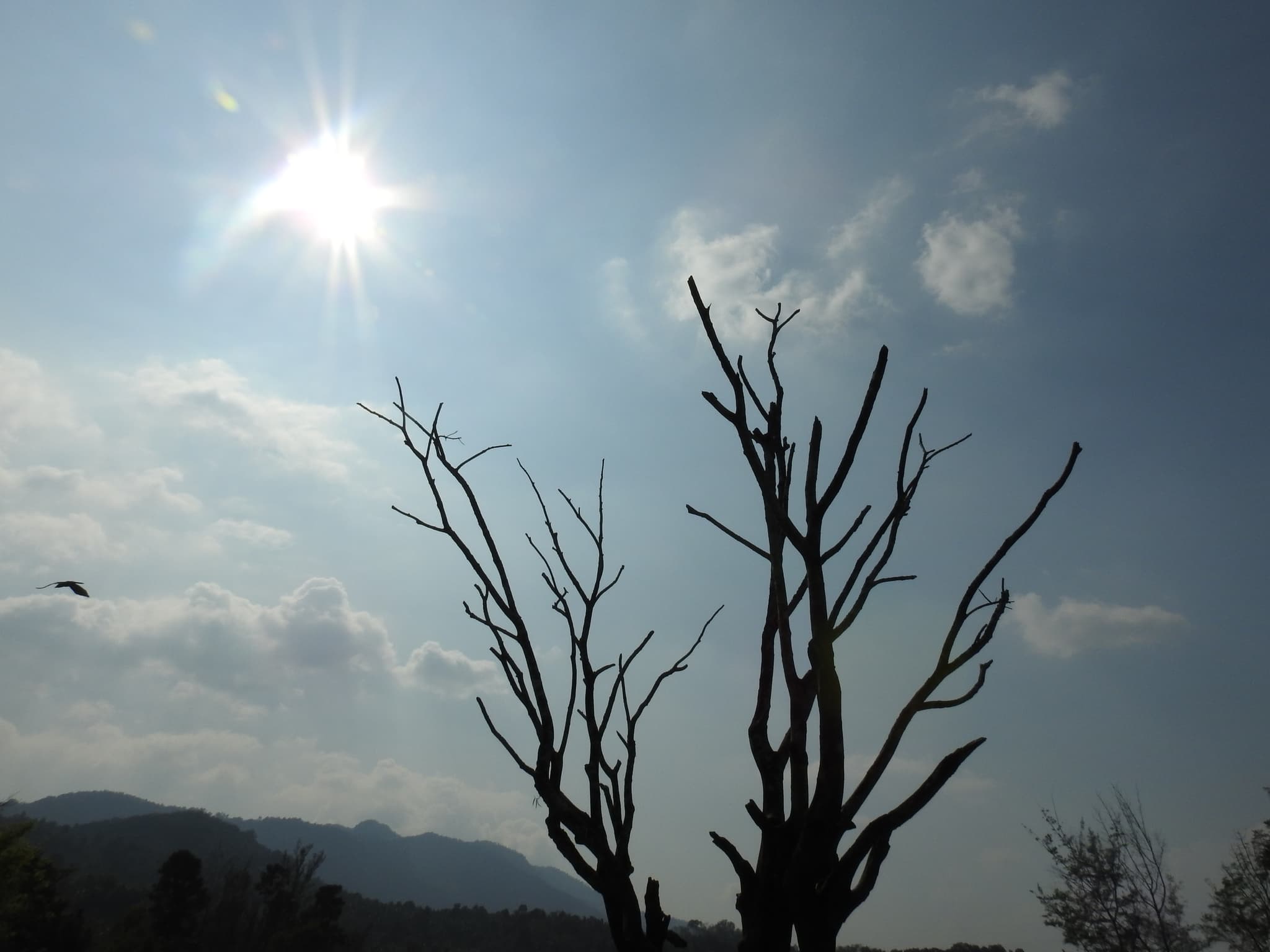Bare tree branches silhouetted against the sun with a bird in flight