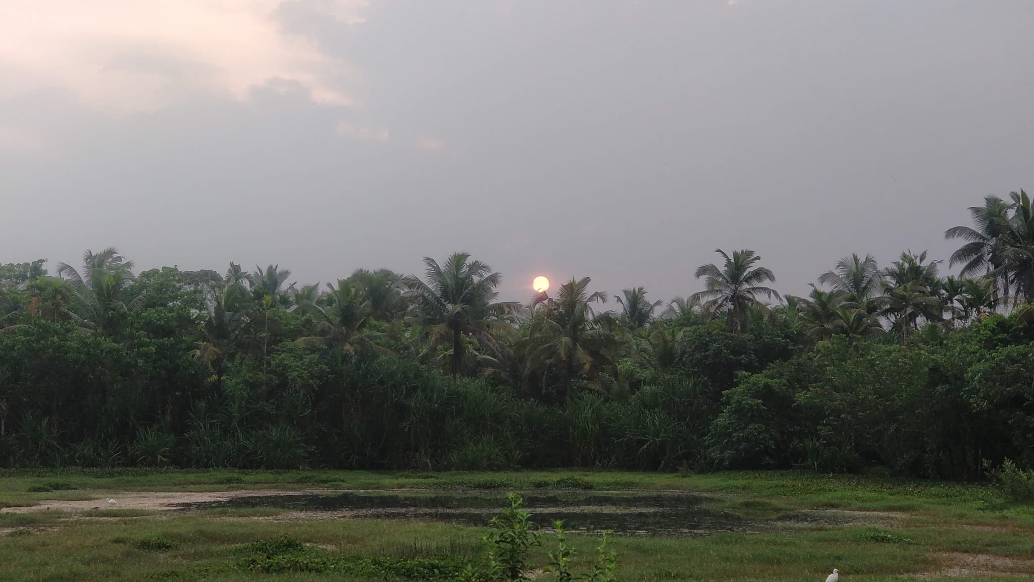 Sunrise over palm tree canopy with bird in flight, warm hazy golden light