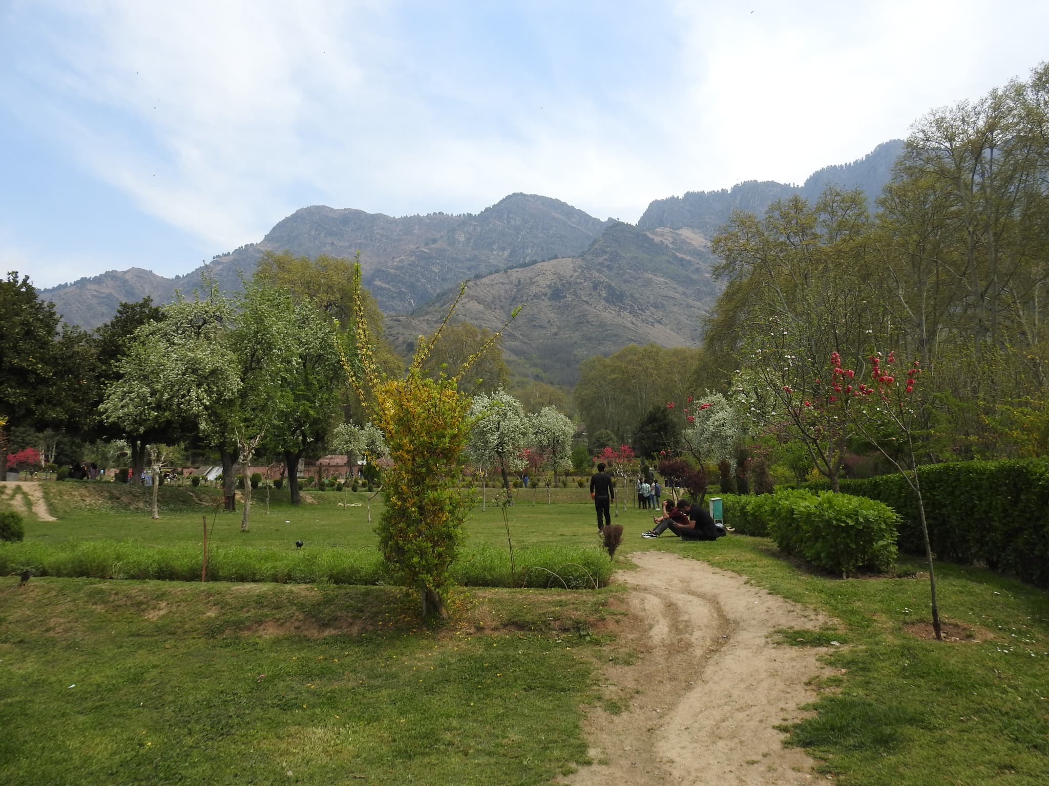 A garden path lined with blossoming trees and green lawns with snow-capped mountains in the distance