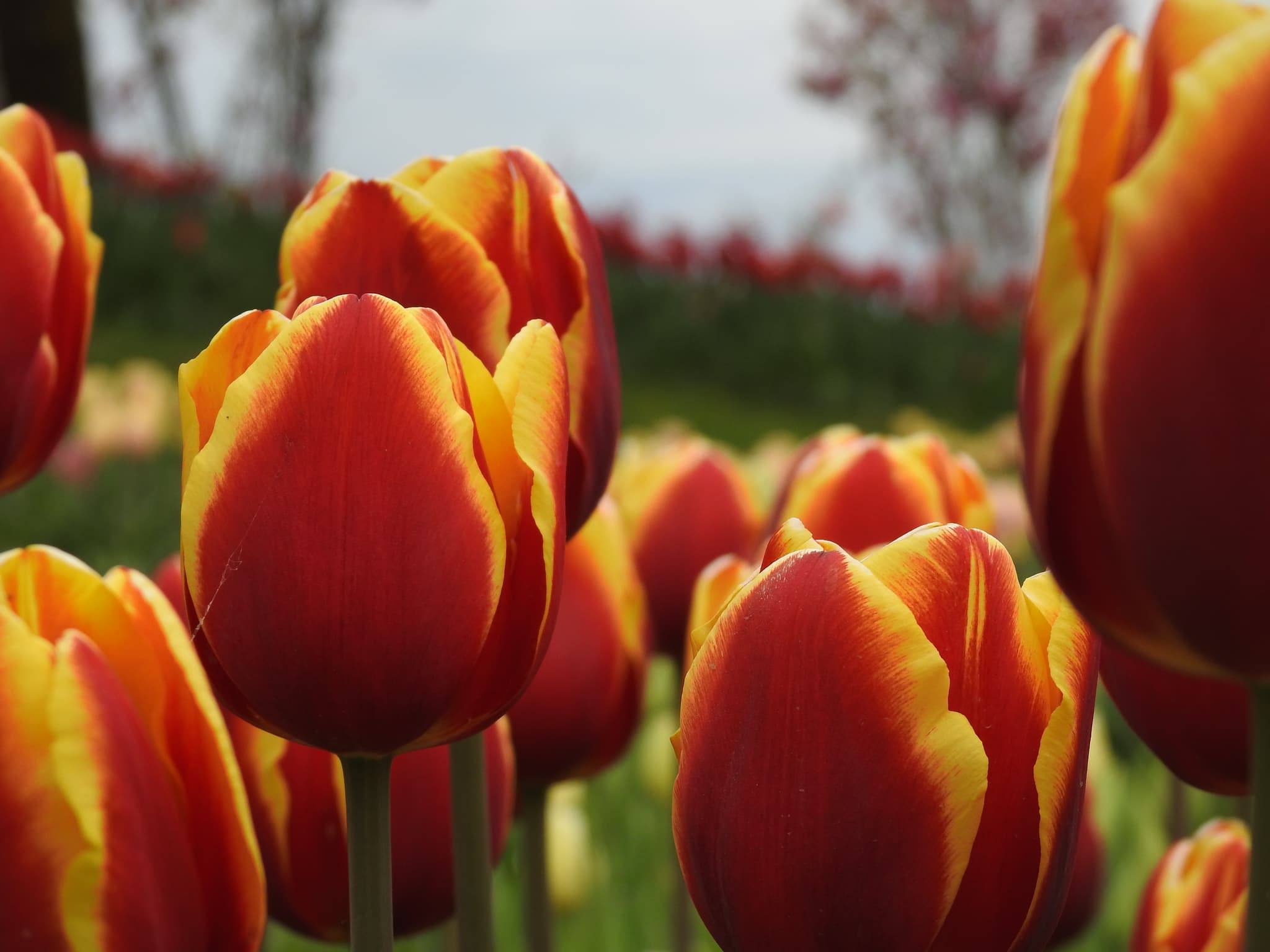 Vibrant red and yellow tulips in close-up, glowing in afternoon light