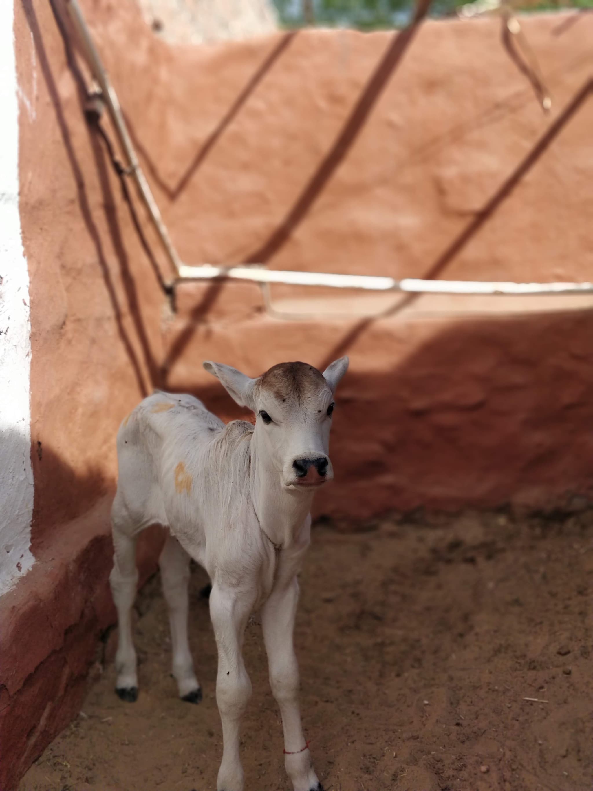 Young white calf standing in a terracotta-walled courtyard, looking directly at camera