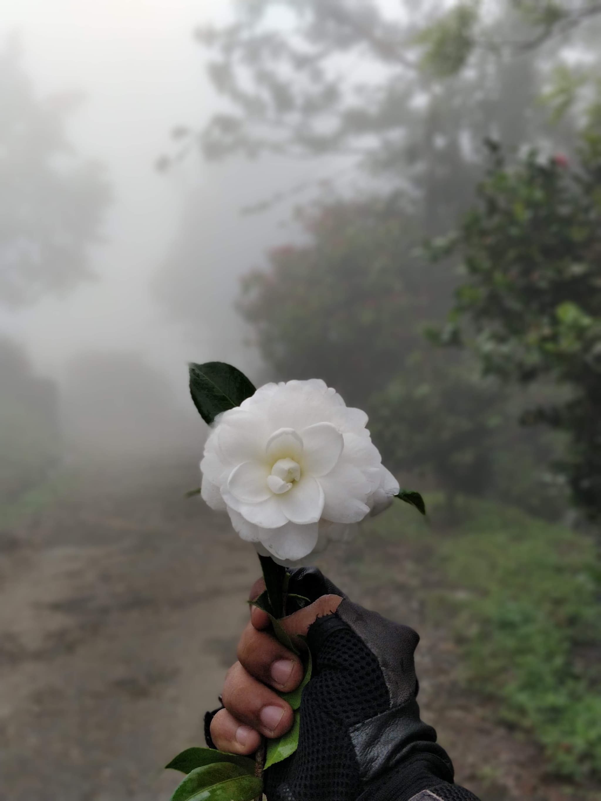 Gloved hand holding a perfect white camellia flower against misty forest backdrop